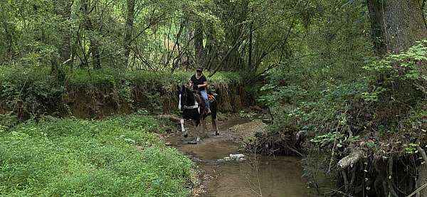 see-pictures-horse