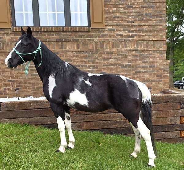 tobiano-see-pictures-horse