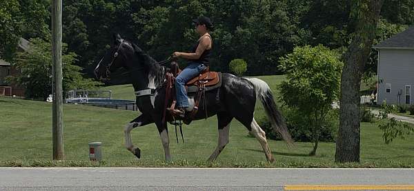 trail-spotted-saddle-horse