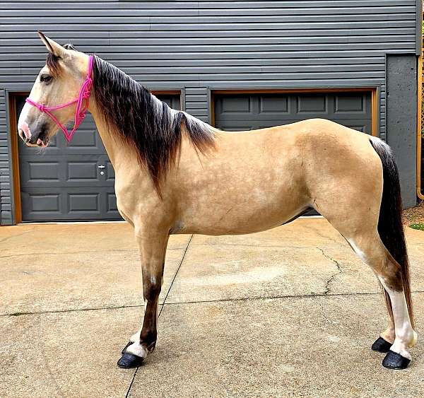 you-tennessee-walking-horse