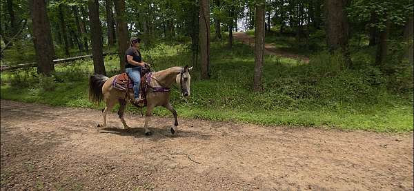 parade-horse-mare