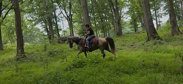 see-pictures-horse