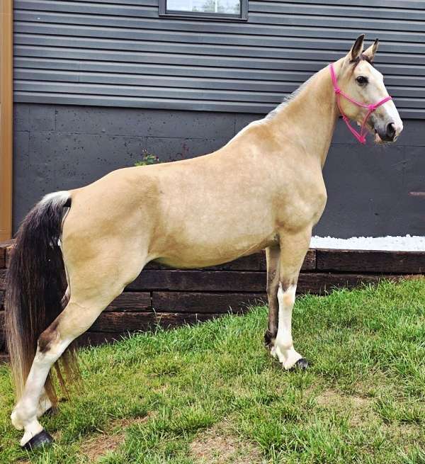 buckskin-see-pictures-horse