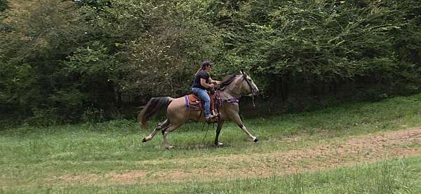 buckskin-tennessee-walking-horse
