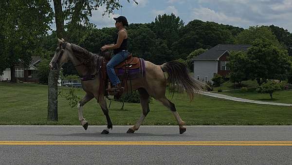 fun-tennessee-walking-horse