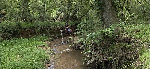 gaited-tennessee-walking-horse