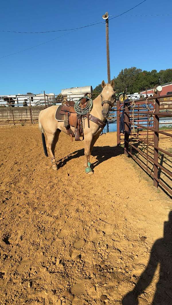 quarter-horse-gelding