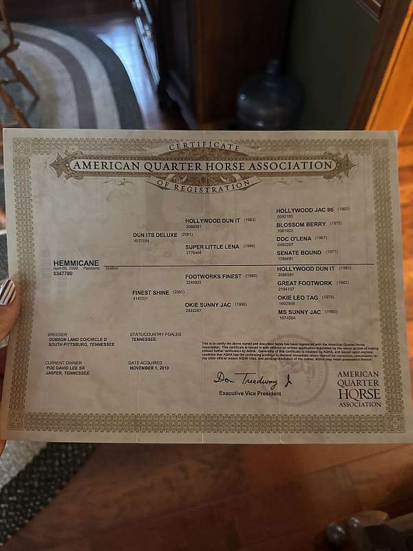 quarter-horse-for-sale