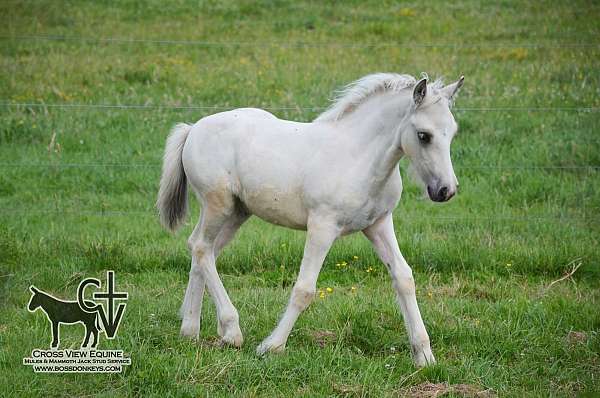 norwegian-fjord-gypsy-vanner-horse
