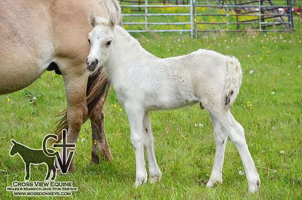 dunalino-gypsy-vanner-colt
