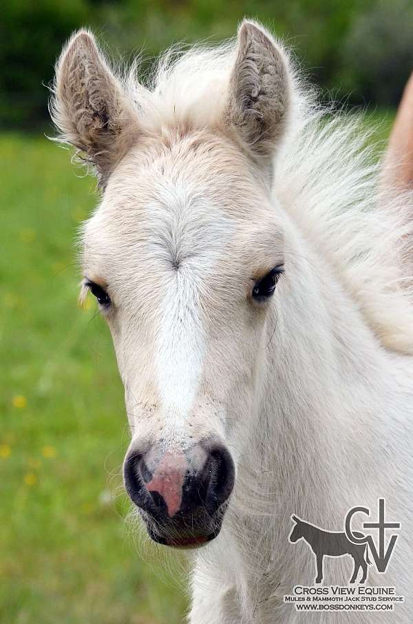burro-gypsy-vanner-horse