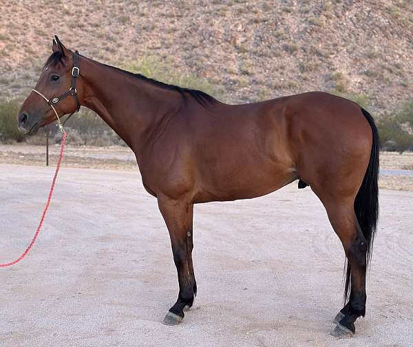 all-around-appendix-horse