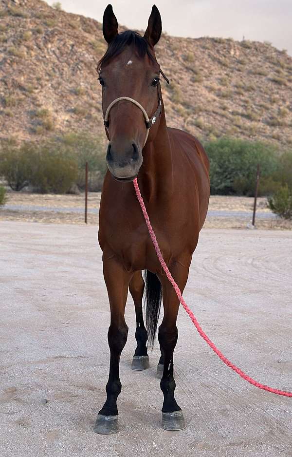 athletic-appendix-horse