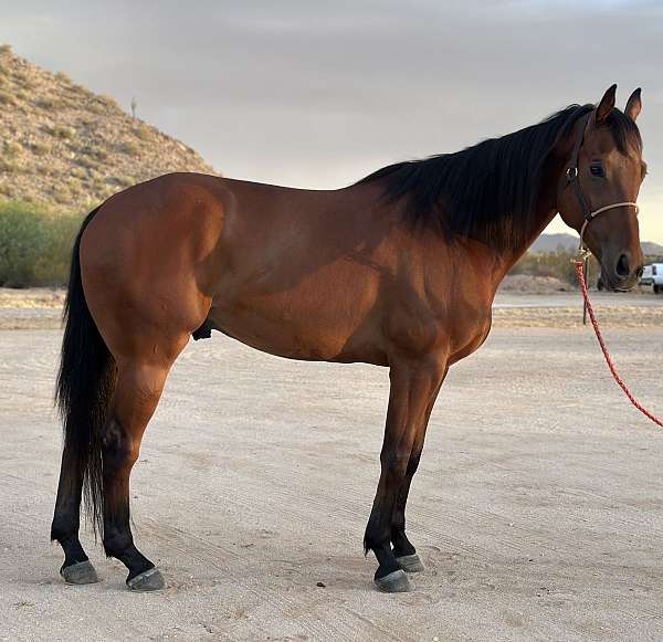 barrel-appendix-horse