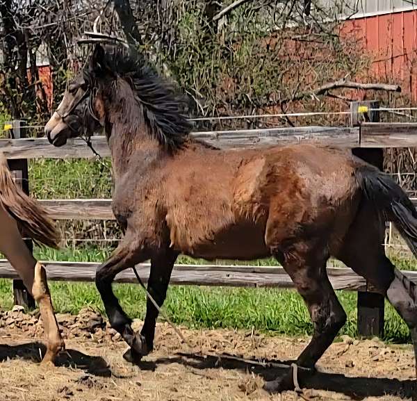 blaze-horse