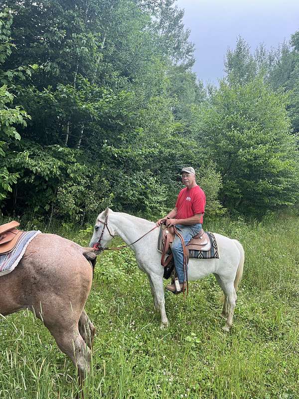 crossbred-pony-mare