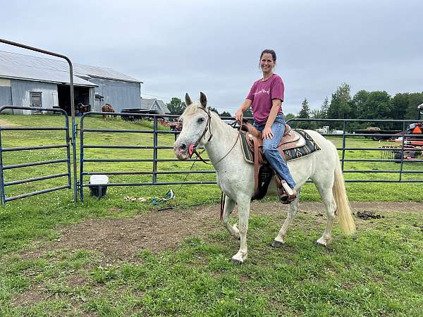 crossbred-pony-for-sale