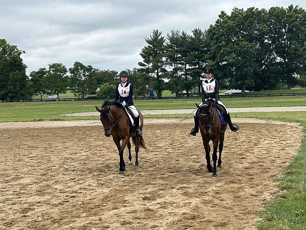 oldenburg-horse-for-sale