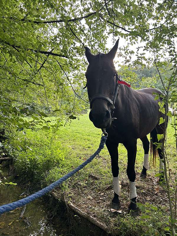 oldenburg-horse