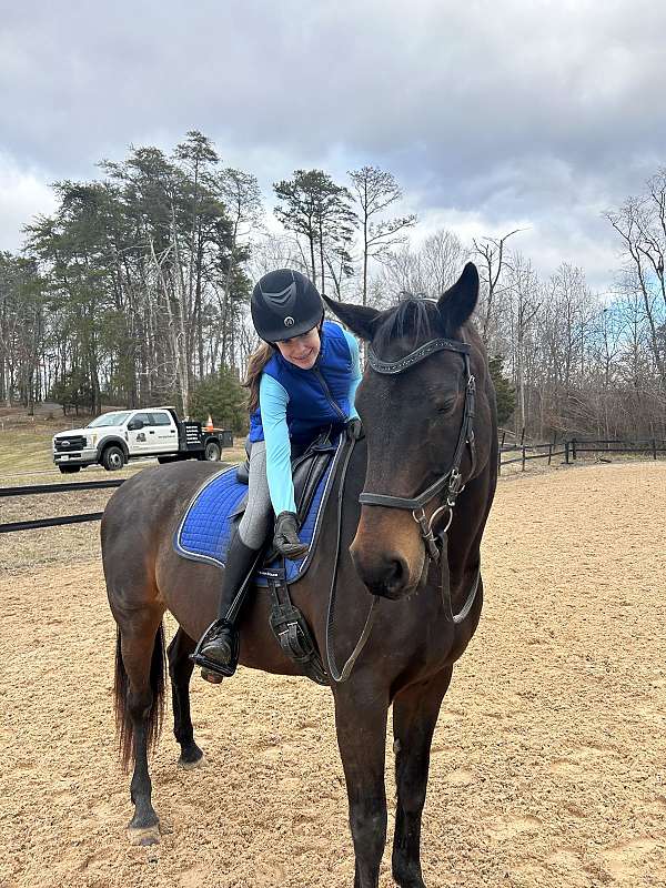 beginner-oldenburg-horse