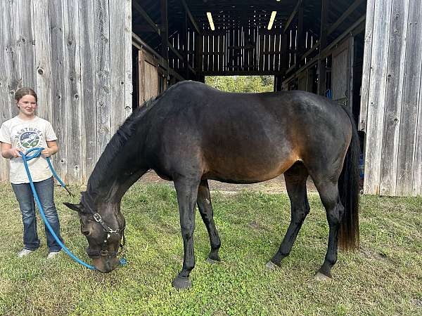 endurance-oldenburg-horse