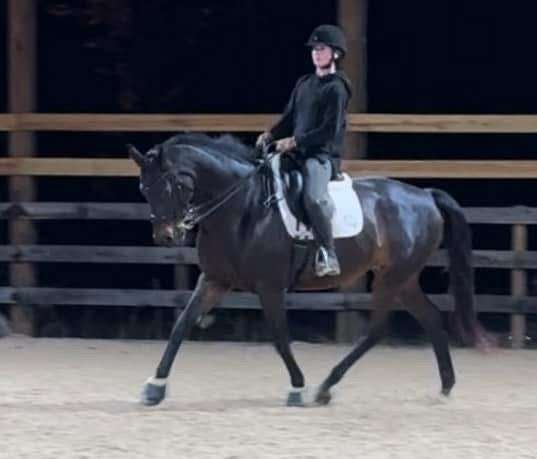 schoolmaster-oldenburg-horse
