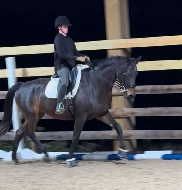 show-oldenburg-horse