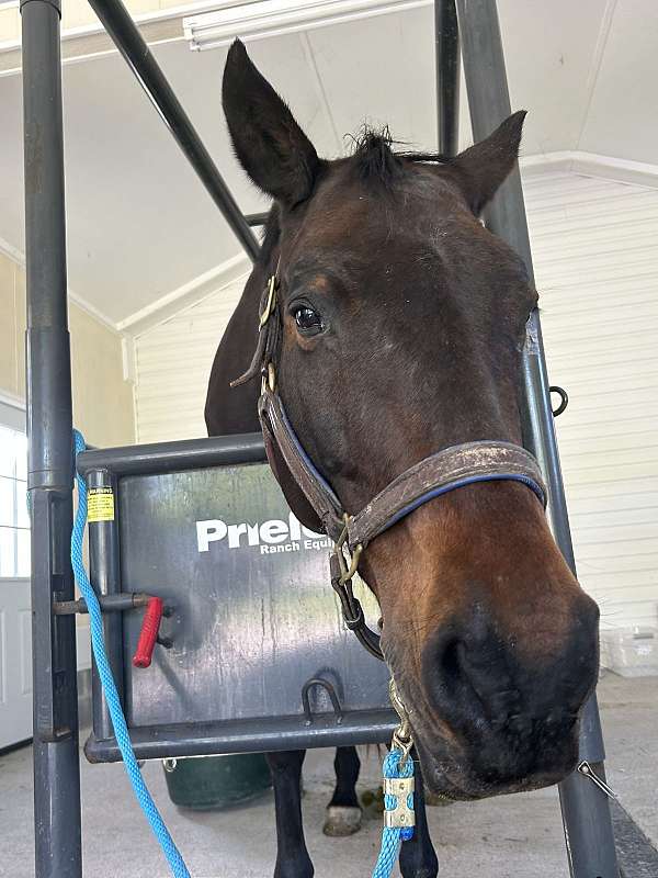 beginner-mare