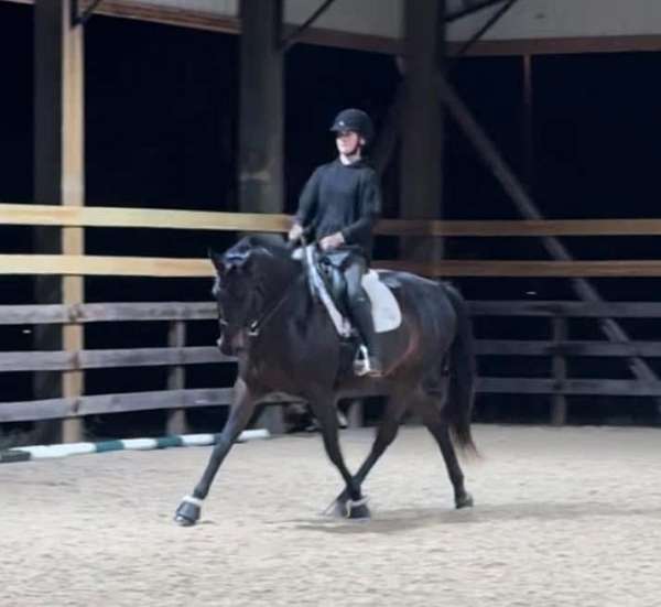 dressage-mare