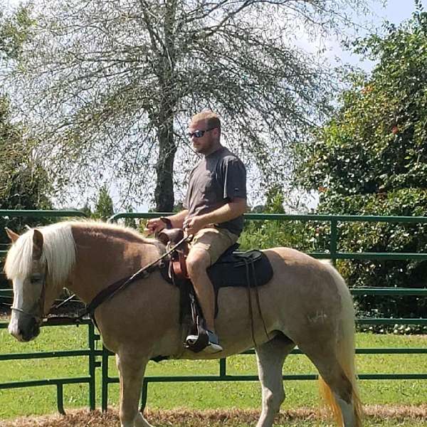 haflinger-mare