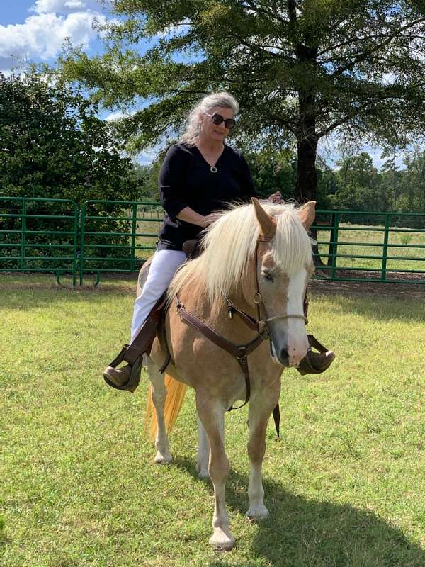 haflinger-horse-for-sale