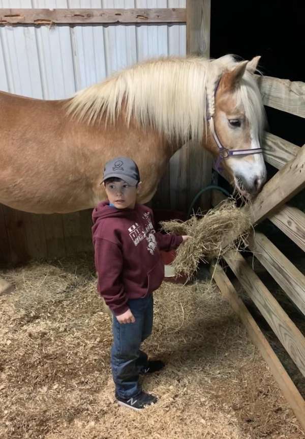 haflinger-horse