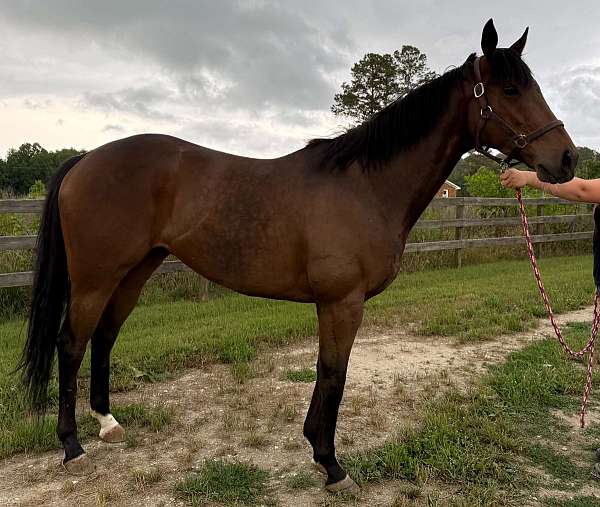 bay-thoroughbred-horse