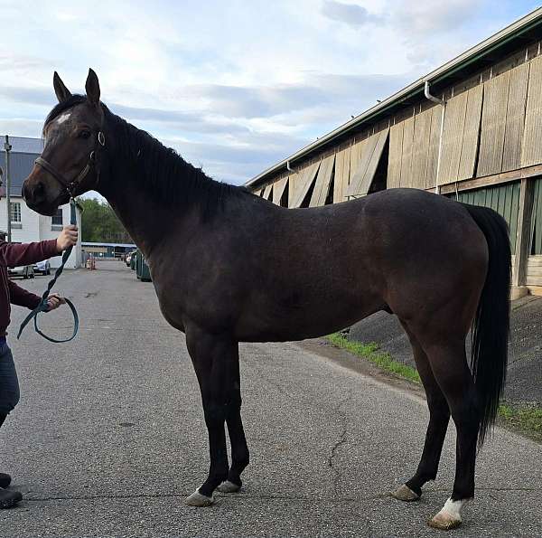 tb-thoroughbred-horse