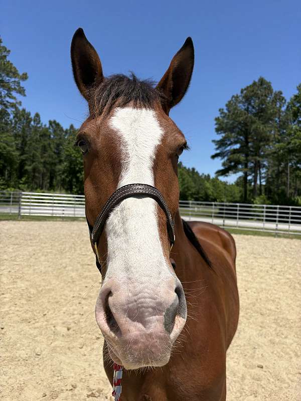 15-hand-draft-mare