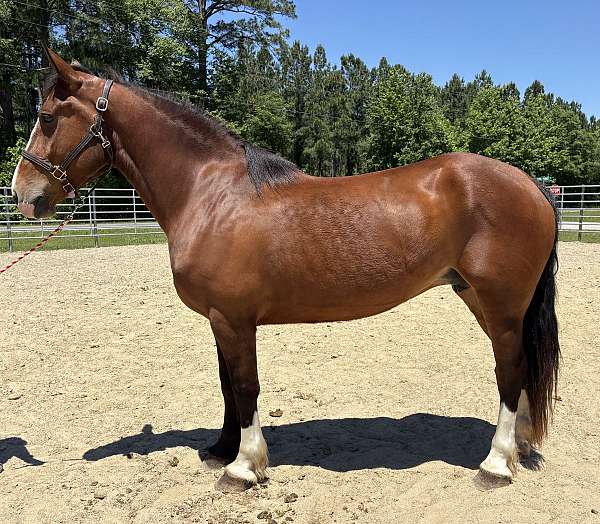bay-mare-for-sale
