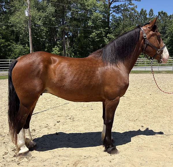 bay-draft-mare