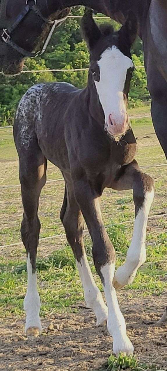 black-with-blanket-2-blue-eyes-4-white-high-socks-horse