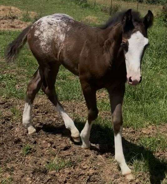 black-draft-stallion