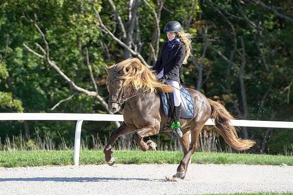 smokey-black-silver-horse