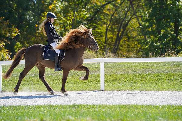 smokey-black-icelandic-stallion