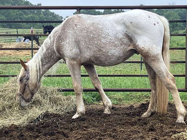 appaloosa-red-roan-with-spots-horse
