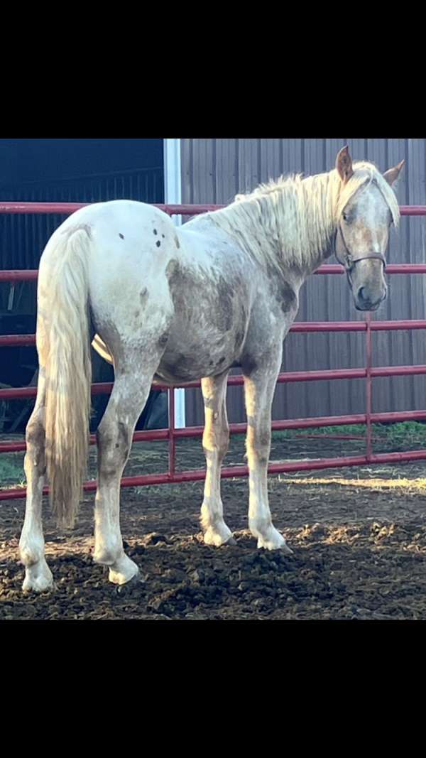 red-roan-appaloosa-with-spots-horse