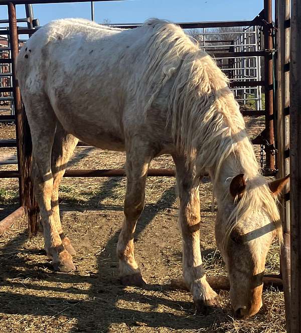 appaloosa-red-roan-with-spots