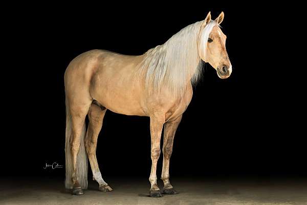 dunalino-tennessee-walking-gelding