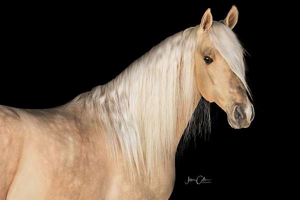 dunalino-field-hunter-horse