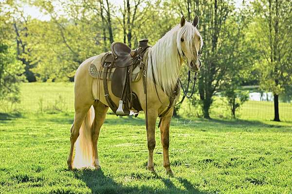 dunalino-ridden-weste-horse