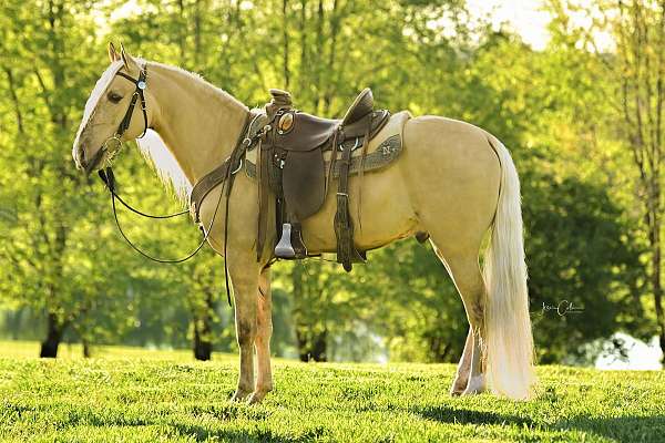 dunalino-twhbea-gelding