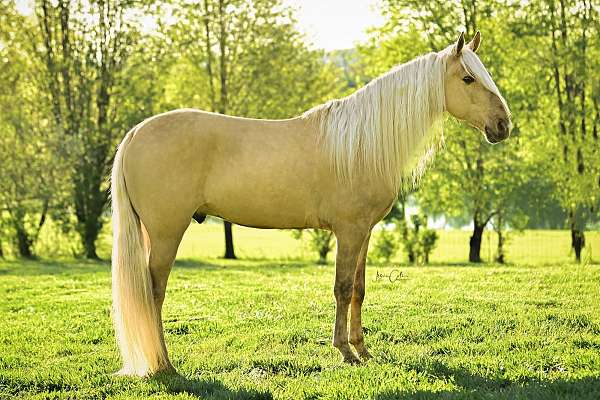dunalino-twhbea-horse