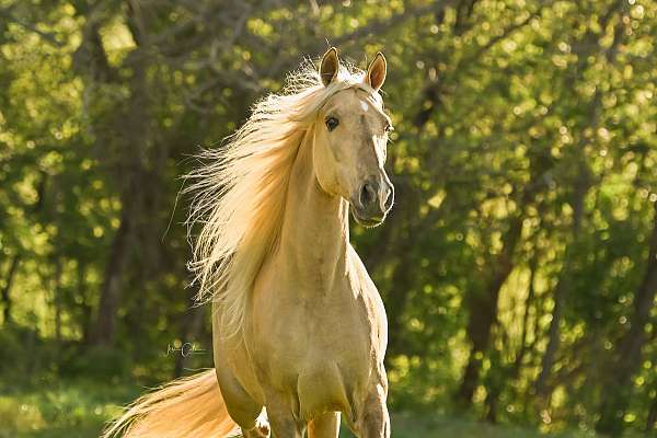 dunalino-tennessee-walking-horse-for-sale